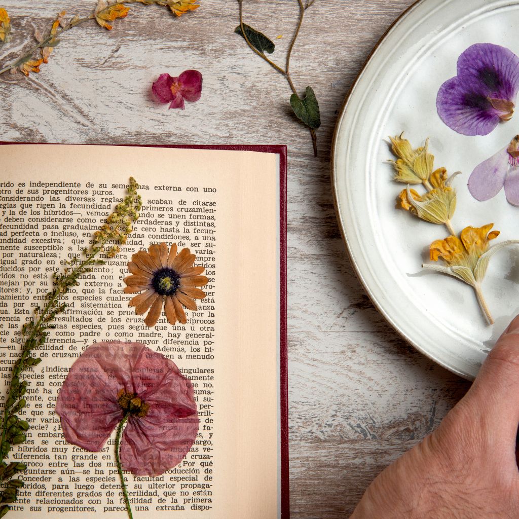 Pressing Flowers Book Drying 1